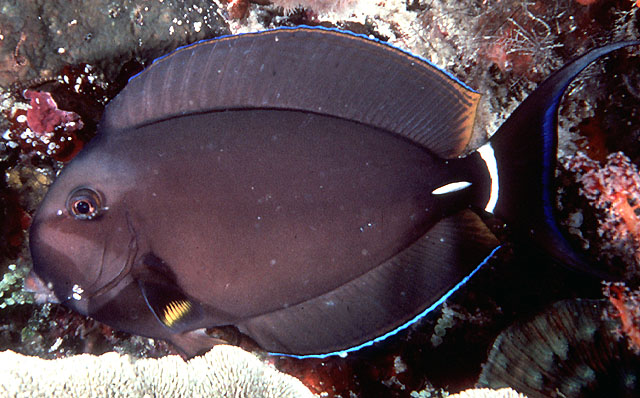 Acanthurus leucocheilus